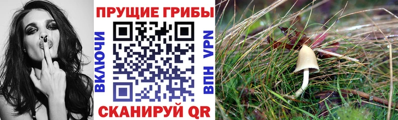 Псилоцибиновые грибы Psilocybe hydra ТОР Суджа